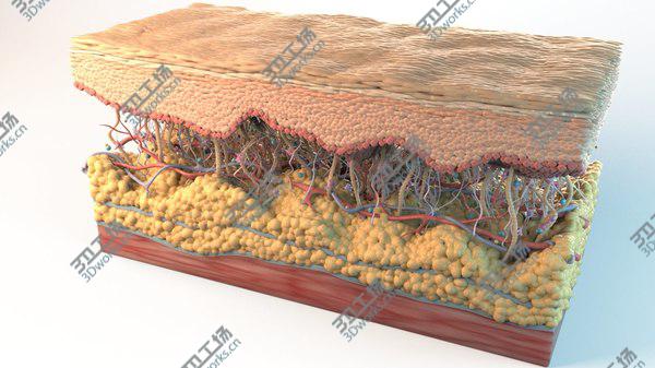 images/goods_img/20210312/3D model Skin Cross Section/5.jpg